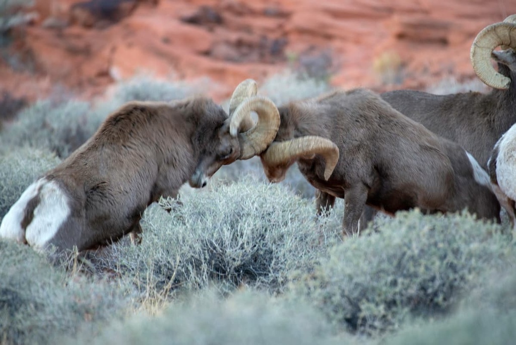 desert bighorn sheep, Basin and Range National Monument, Nevada