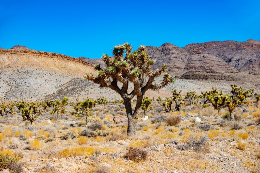 tree, Basin and Range National Monument, Nevada