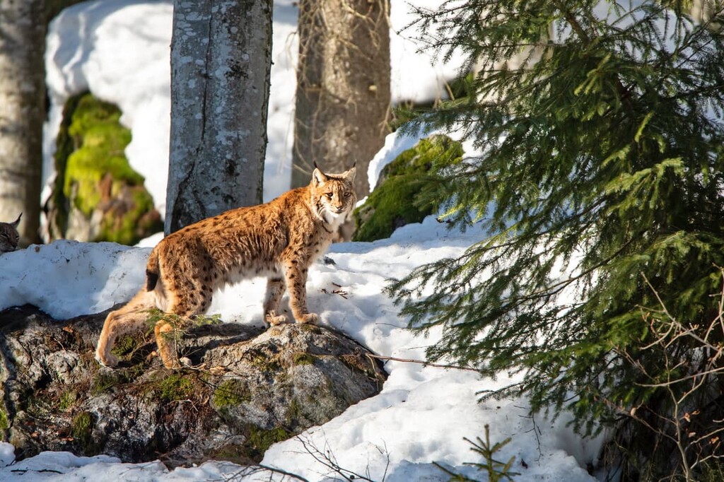 Lynx, Bavarian Forest National Park, Free State of Bavaria, Germany