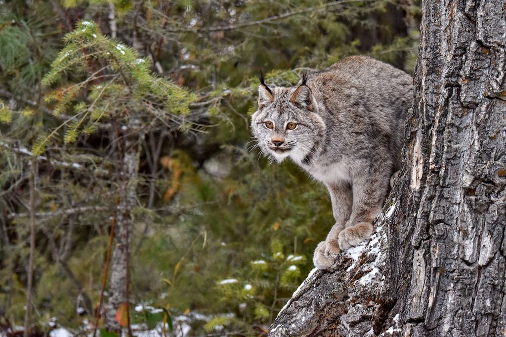 Canada lynx, Beehive Natural Area, Alberta
