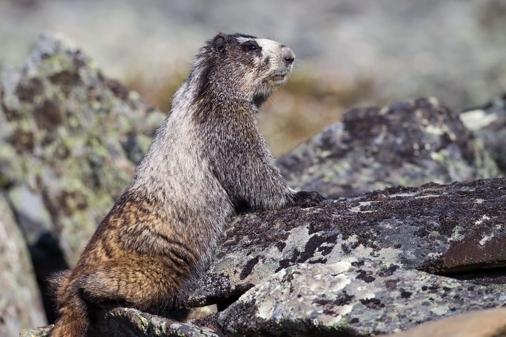 hoary marmots, Bendor Range, British Columbia