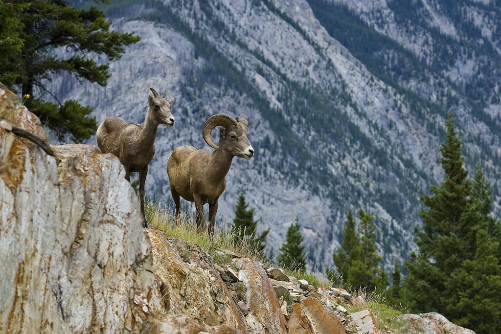 Bighorn sheep, Alberta, Bighorn, Canada