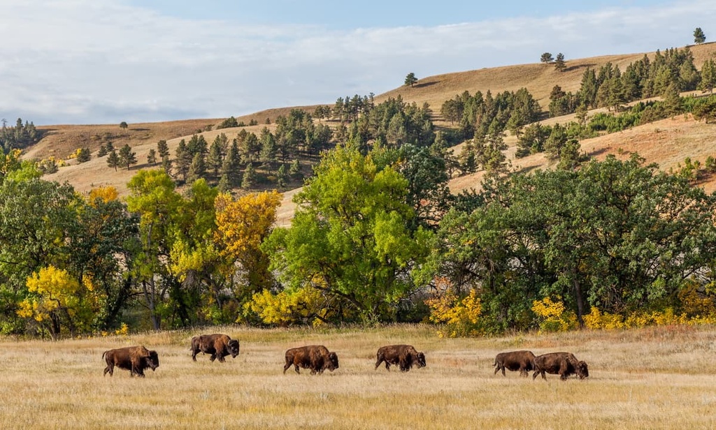 Black Hills National Forest, US