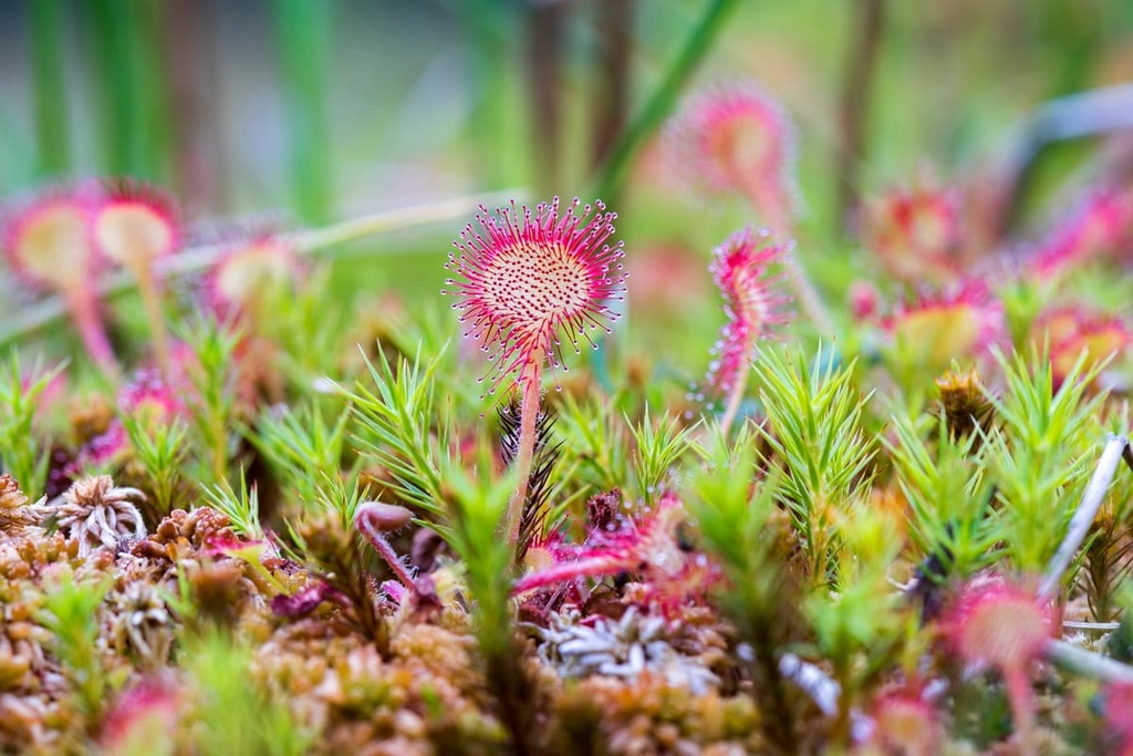  Blackdown Hills Area, England