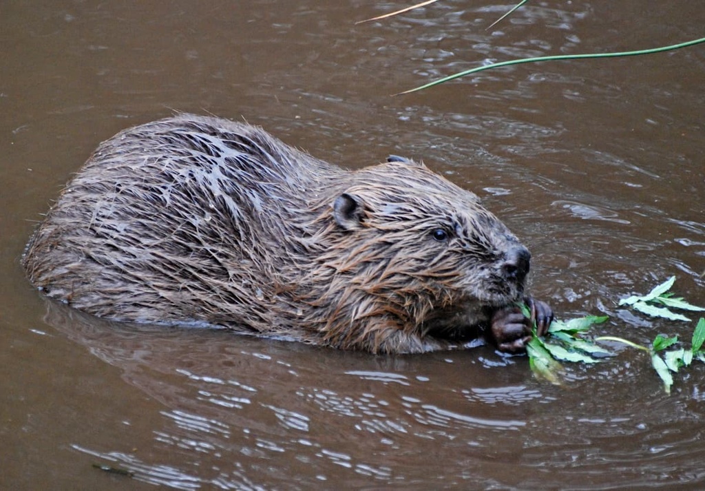 European Beaver, Blackdown Hills Area, England