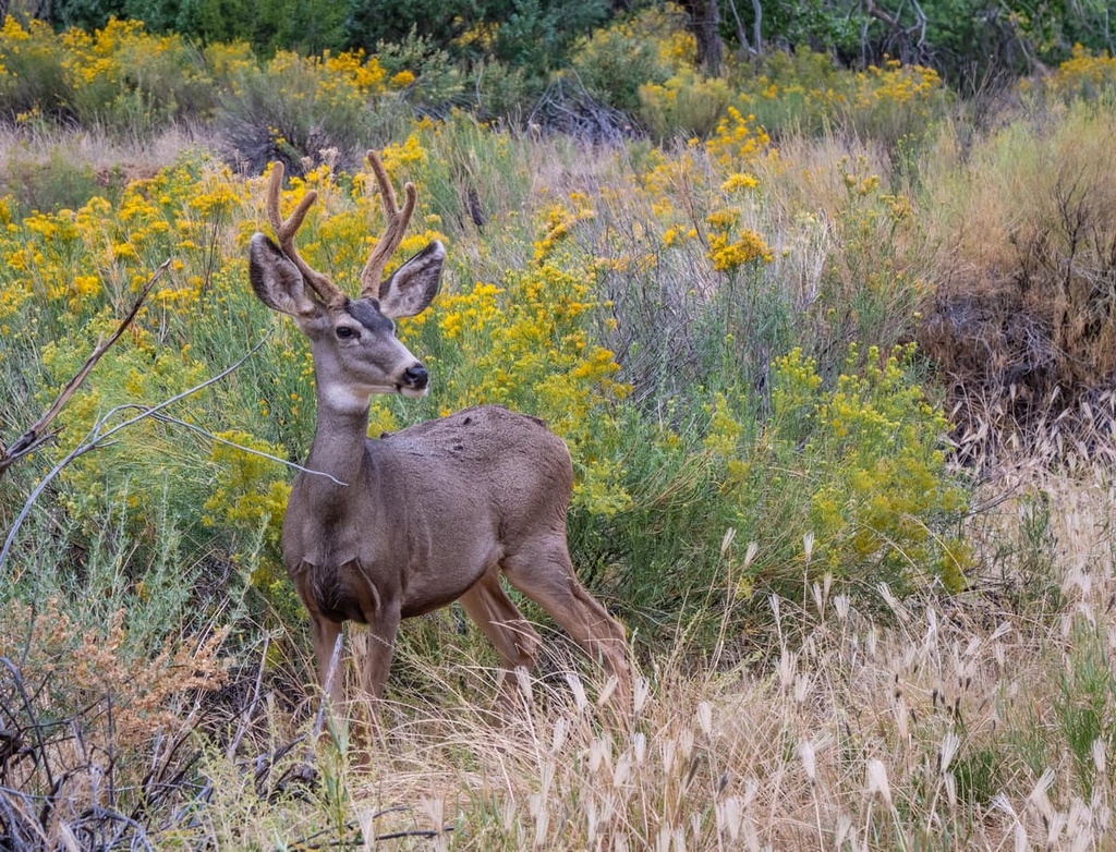 mule deer, Blacrkridge Wilderness Area, Utah