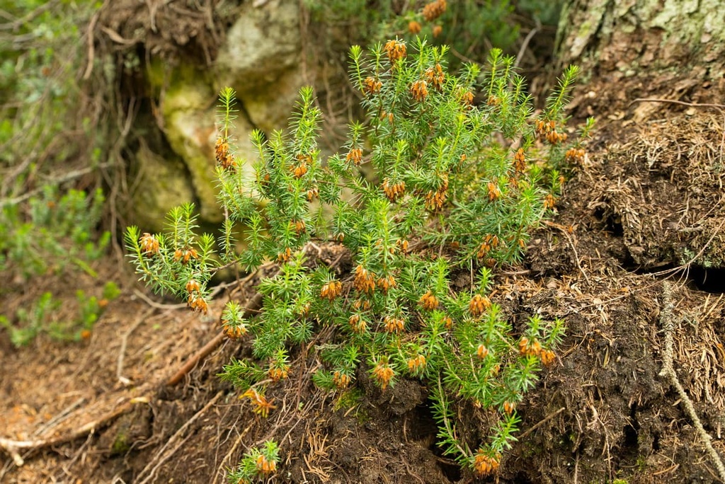 Bletterbach Geopark, Italy