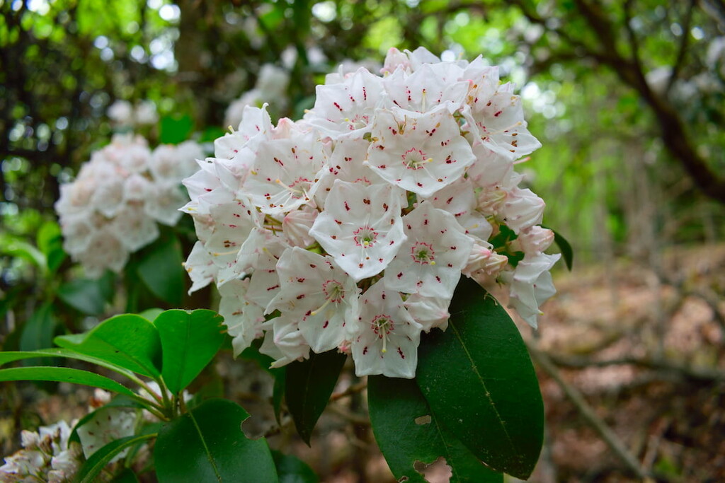 State flower, Blue Knob State Park, Pennsylvania