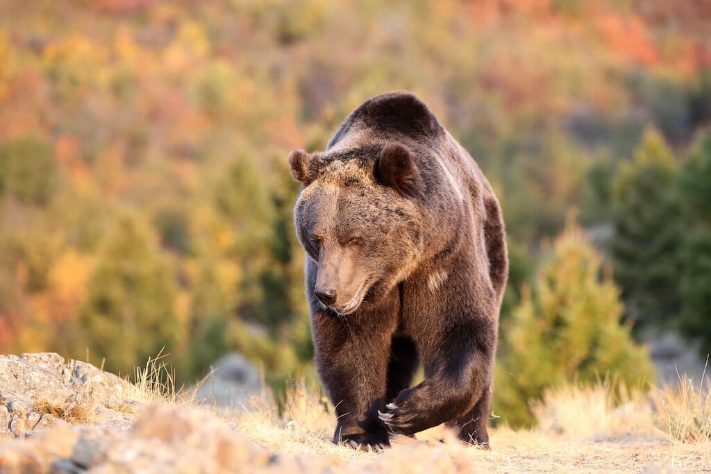 Bear, Blue Range, Alberta