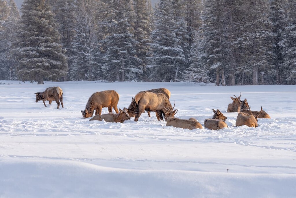 Elk, Blue Range, Alberta
