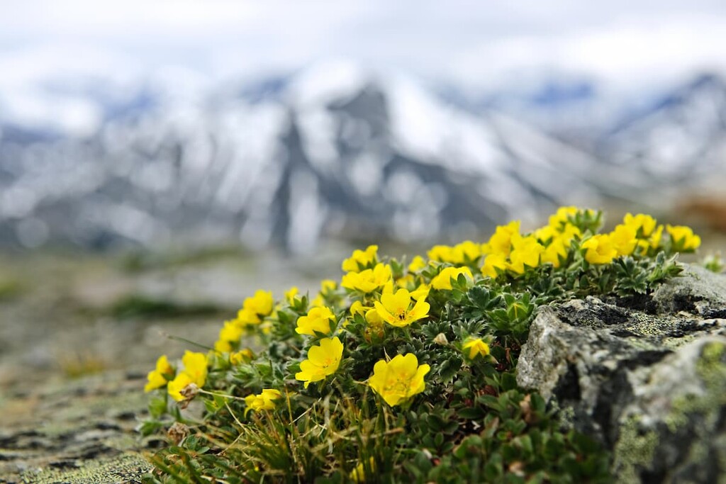 with potentilla flowers, Blue Range, Alberta
