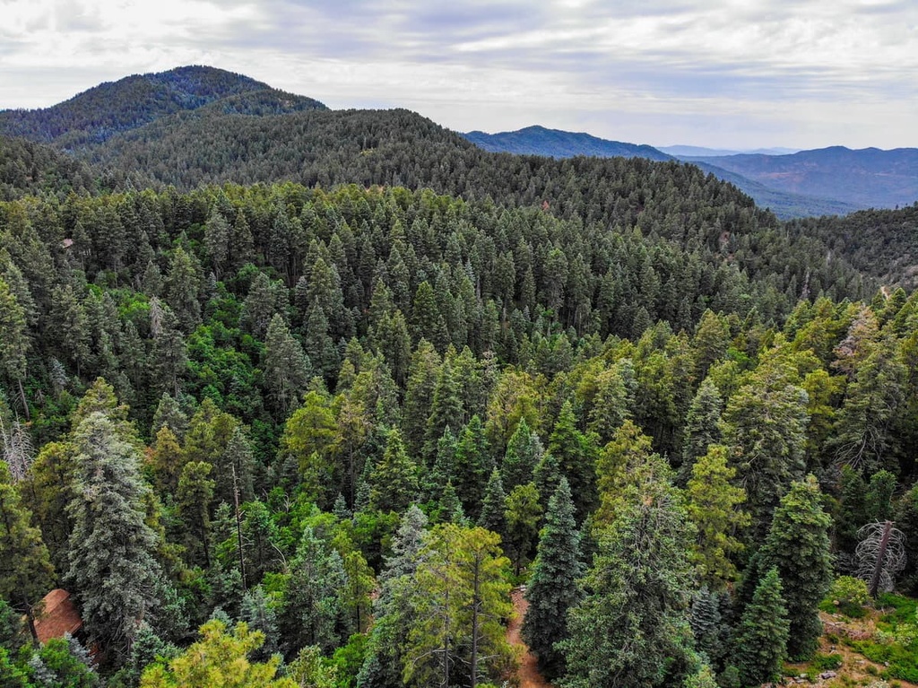 Blue Range Primitive Area, Arizona