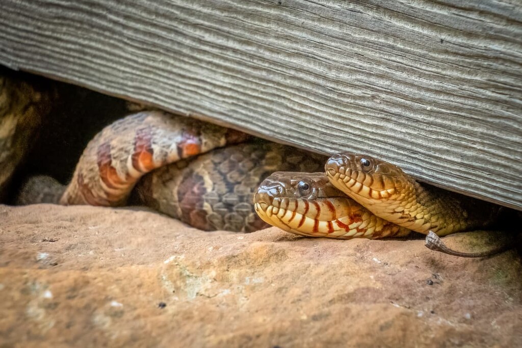 Snakes, Blue Ridge Parkway, US