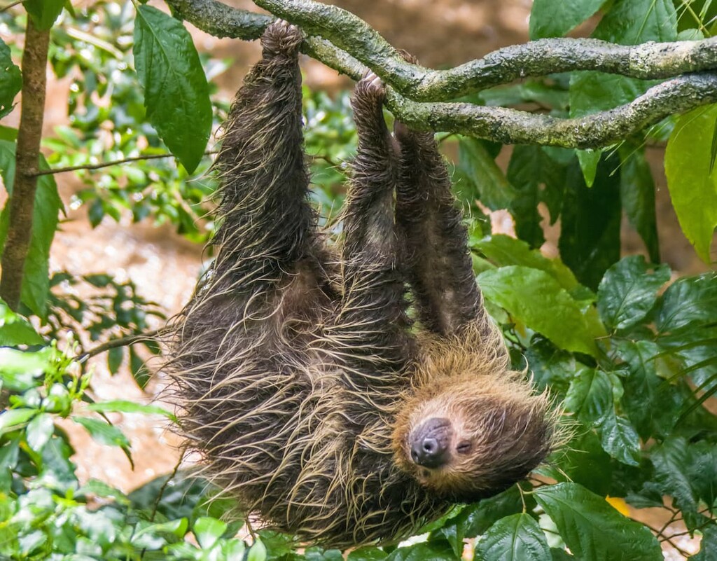A sleeping Hoffmann's two-toed sloth , Bolivia