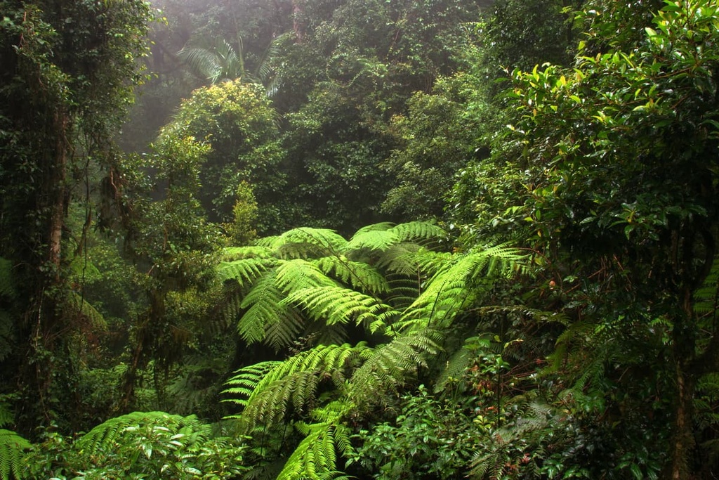 Border Ranges National Park, New South Wales