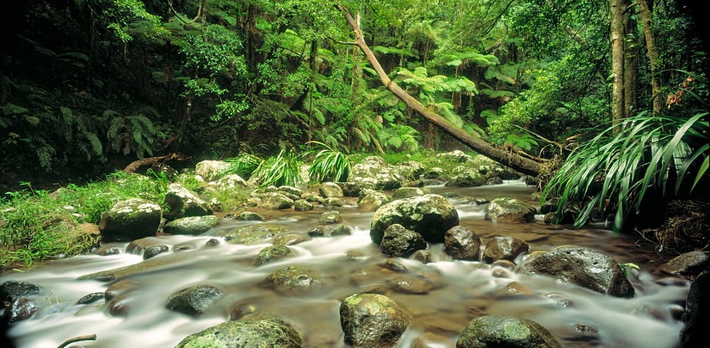 Border Ranges National Park, New South Wales