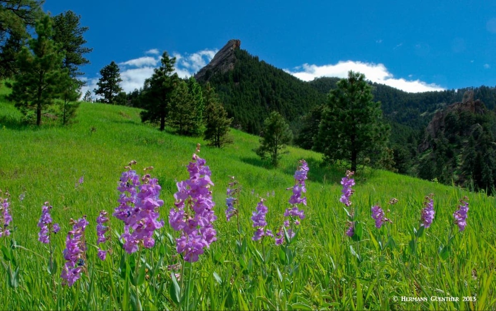 Flowers, Boulder Open Space and Mountain Parks, Colorado