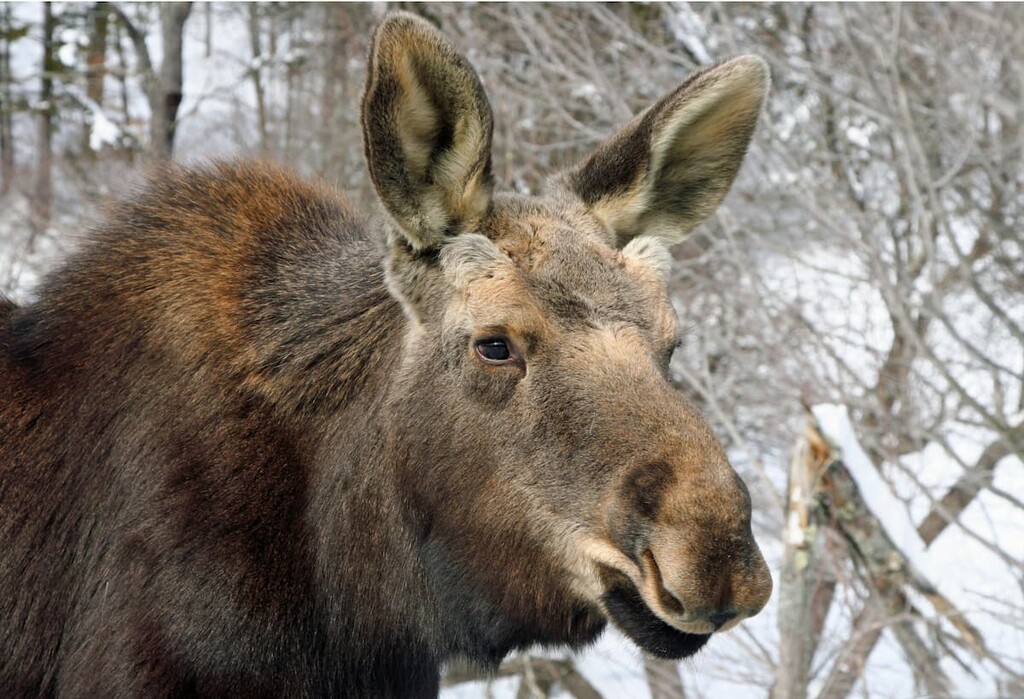 Moose, Breadloaf Wilderness, Vermont