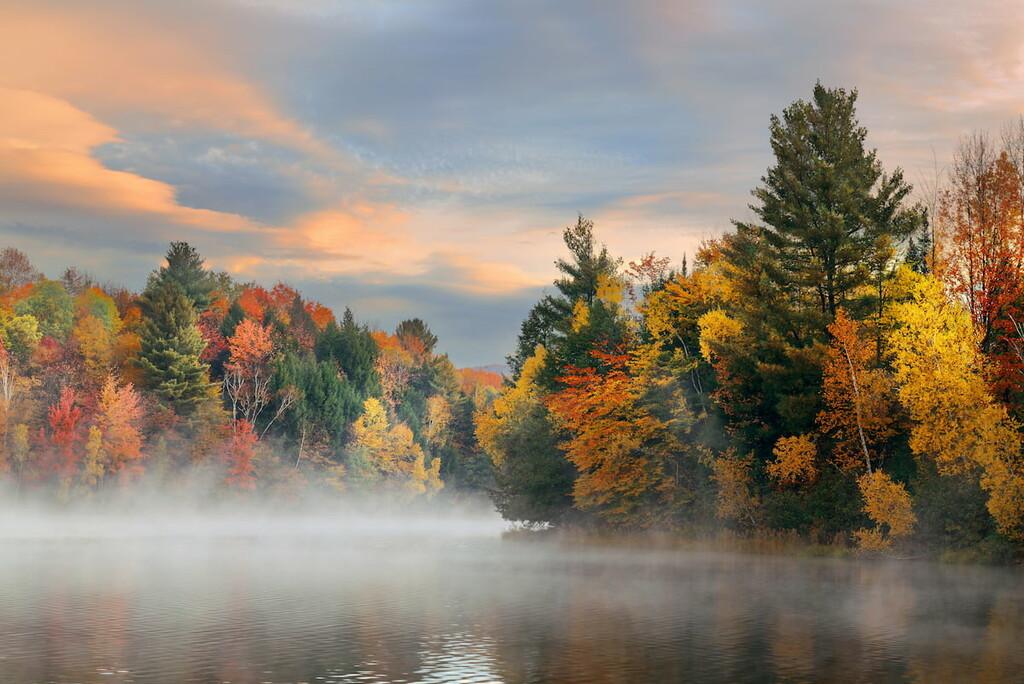 Forest Breadloaf Wilderness, Vermont