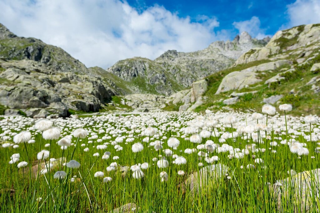 Flowers, Brenta group, Italy