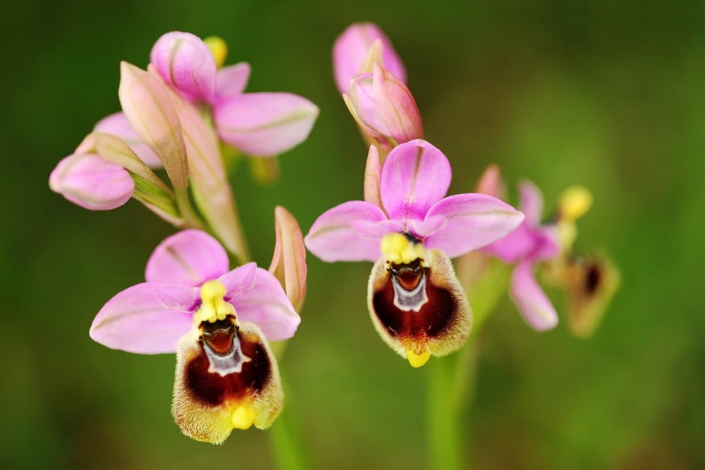 Ophrys, Brescia Hills Park, Lombardy