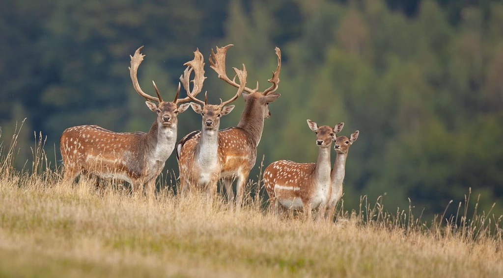 white fallow deer, Bric Tana Natural Regional Park, Italy