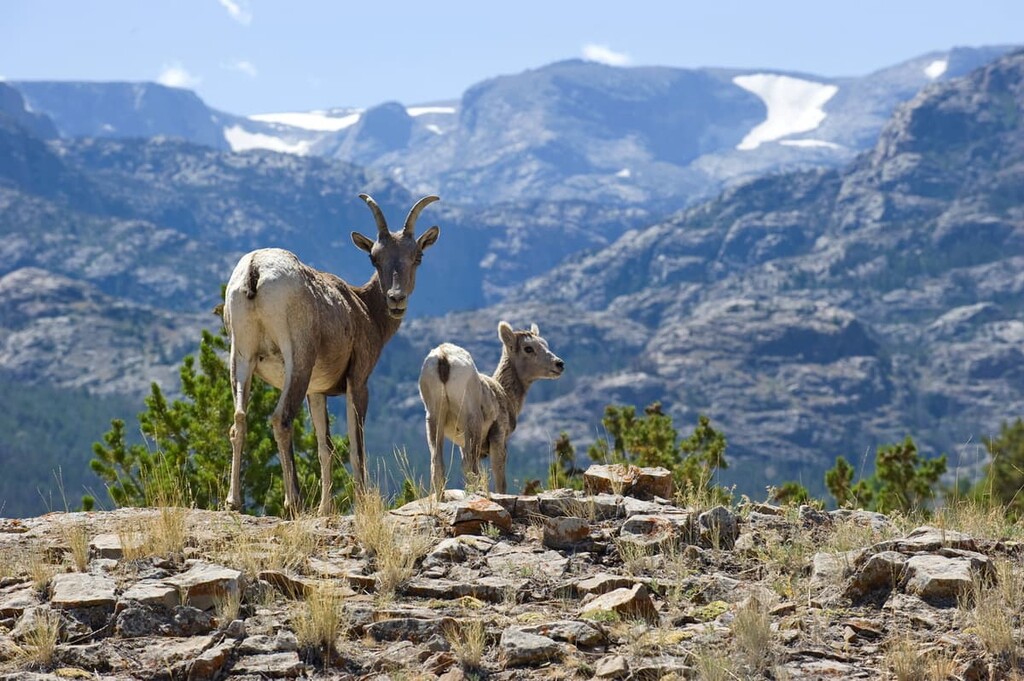 bighorn sheep, Bridger Wilderness, Wyoming
