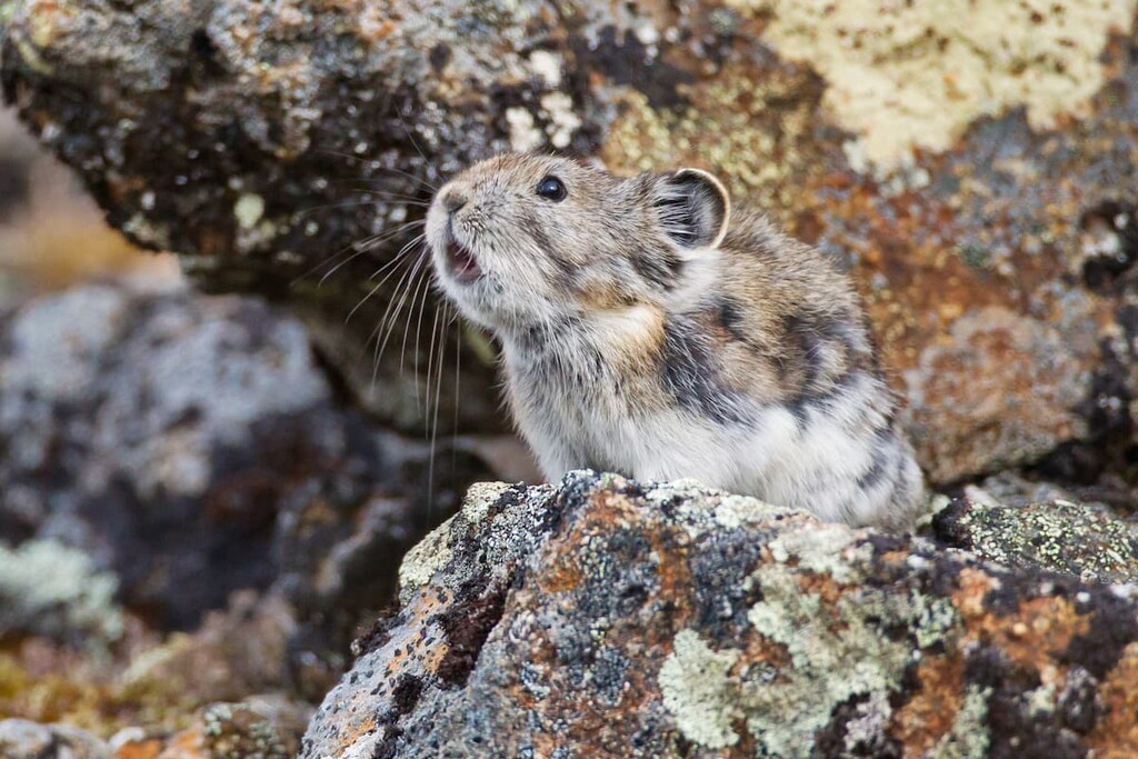 pika, Bugaboo Provincial Park, British Columbia