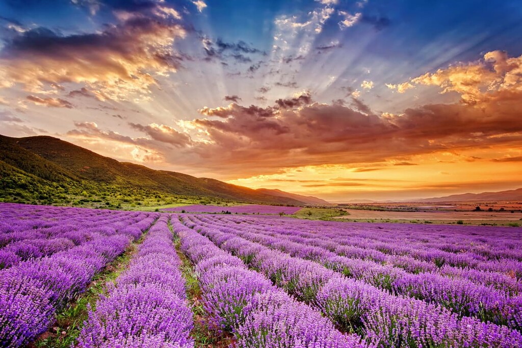 Stunning landscape with lavender field at sunrise, Bulgaria