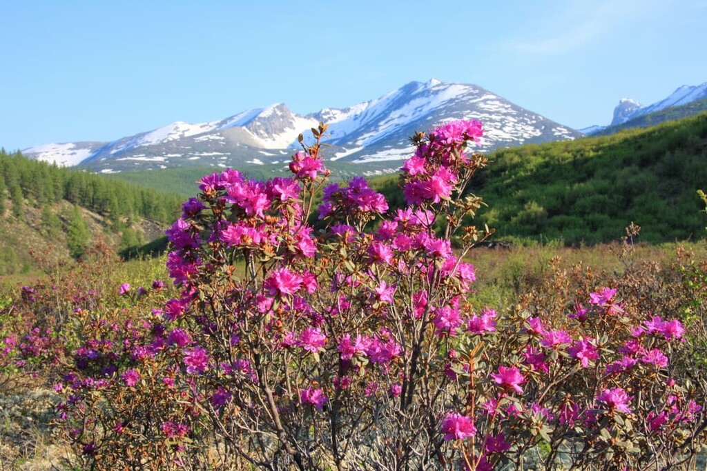 Daurian Rhododendron, Buryatia