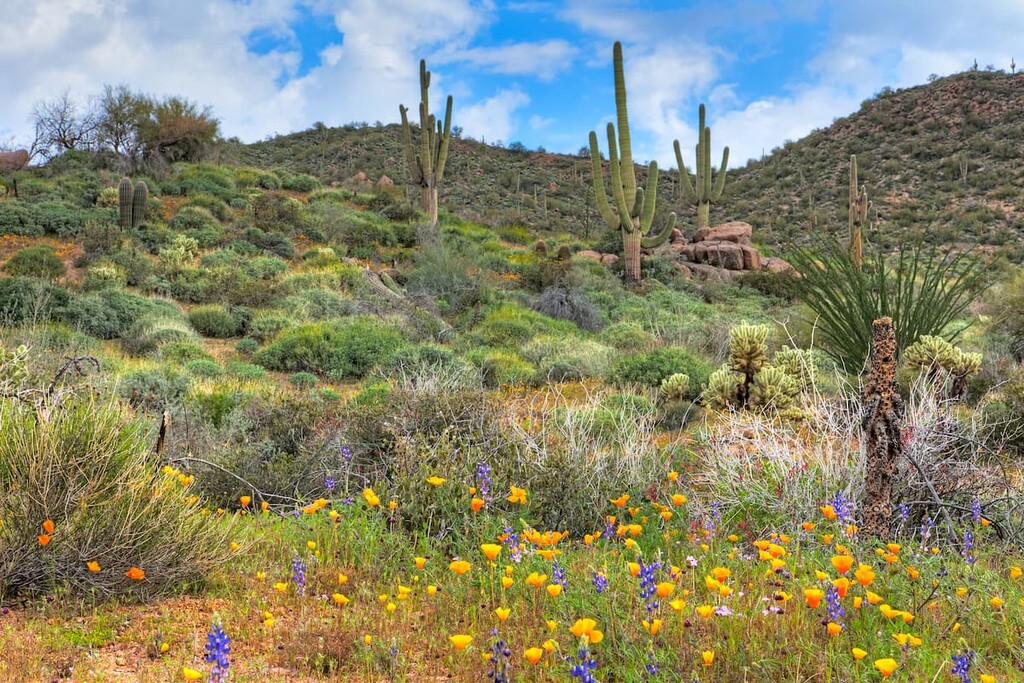 Blooming Sonoran Desert with Saguaros, California