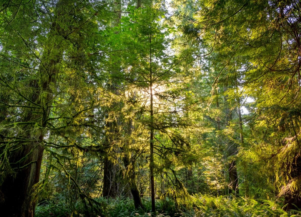 Douglas fir, Camelsfoot Range, Taiwan