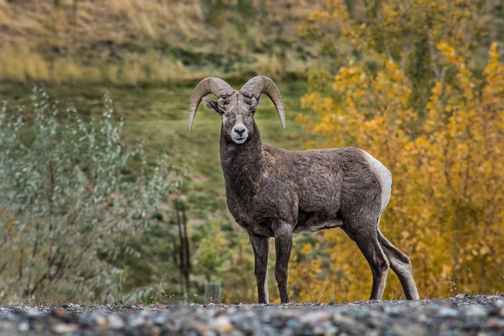 bighorn sheep, Camelsfoot Range, Taiwan