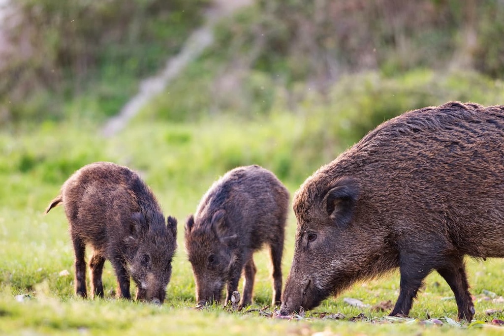 Capanne di Marcarolo Natural Park, Italy