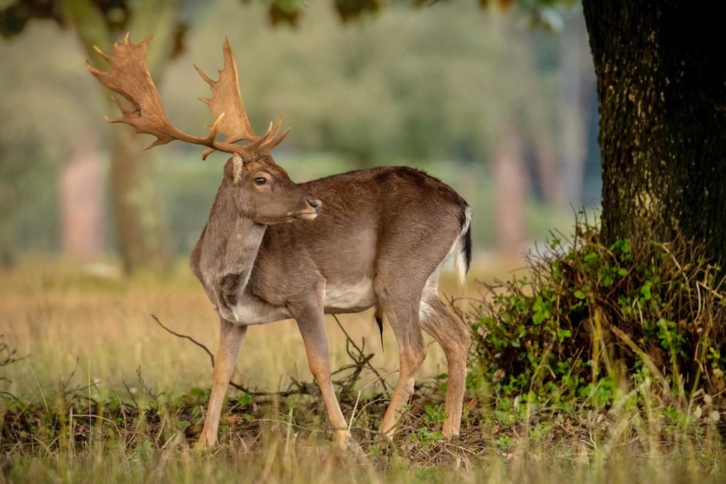 Casentino Forests National Park, Italy