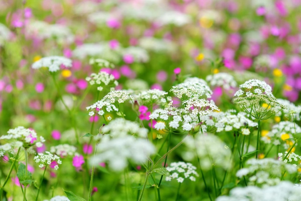  Casentino Forests National Park, Italy