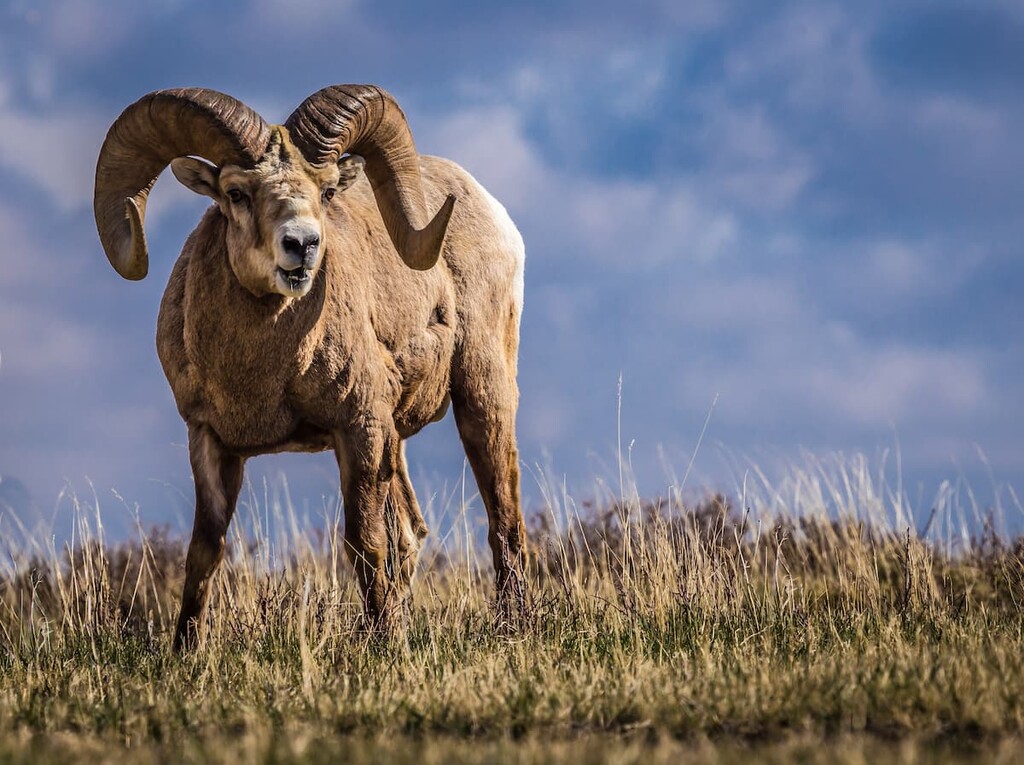 Wild Big Horn Sheep, Castle Provincial Park, Canada