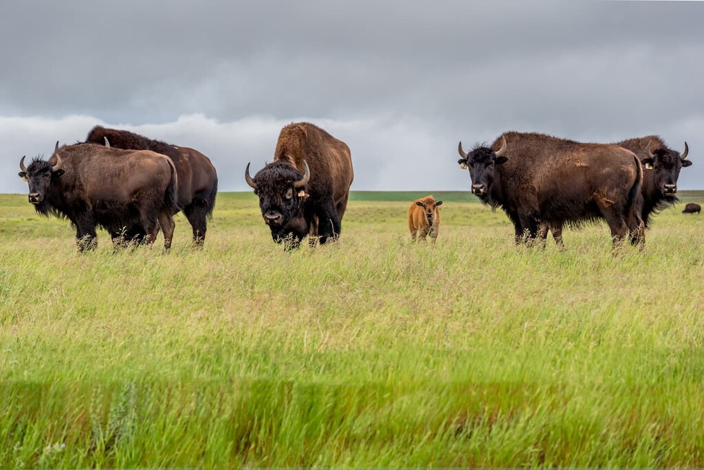 american Bison, Castle Provincial Park, Canada