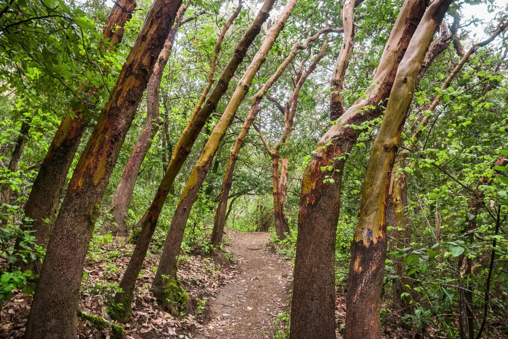 Castle Rock State Park, California