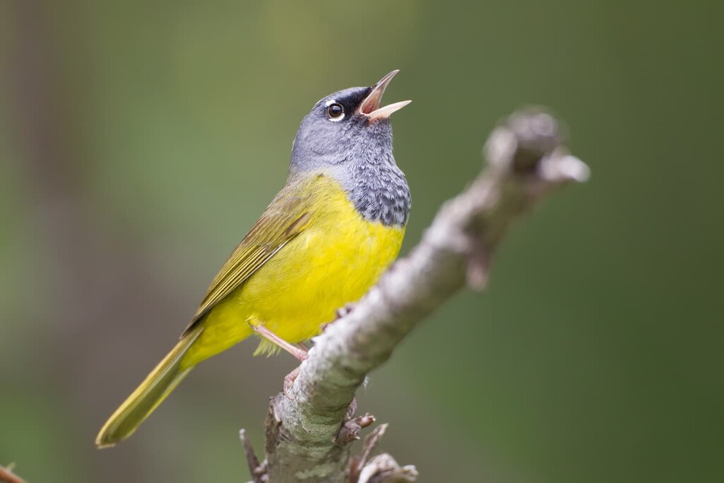 MacGillivray’s warbler, Cataract Creek Public Land Use Zone, Kananaskis Country