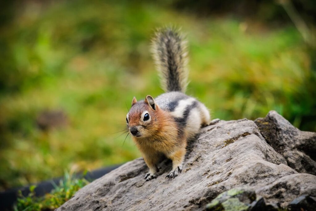 Wild Chipmunk, Cataract Creek Public Land Use Zone, Kananaskis Country