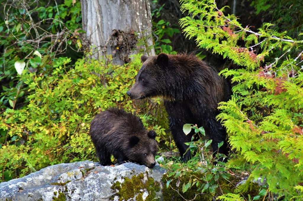 Canada, Central Coast Regional District, British Columbia