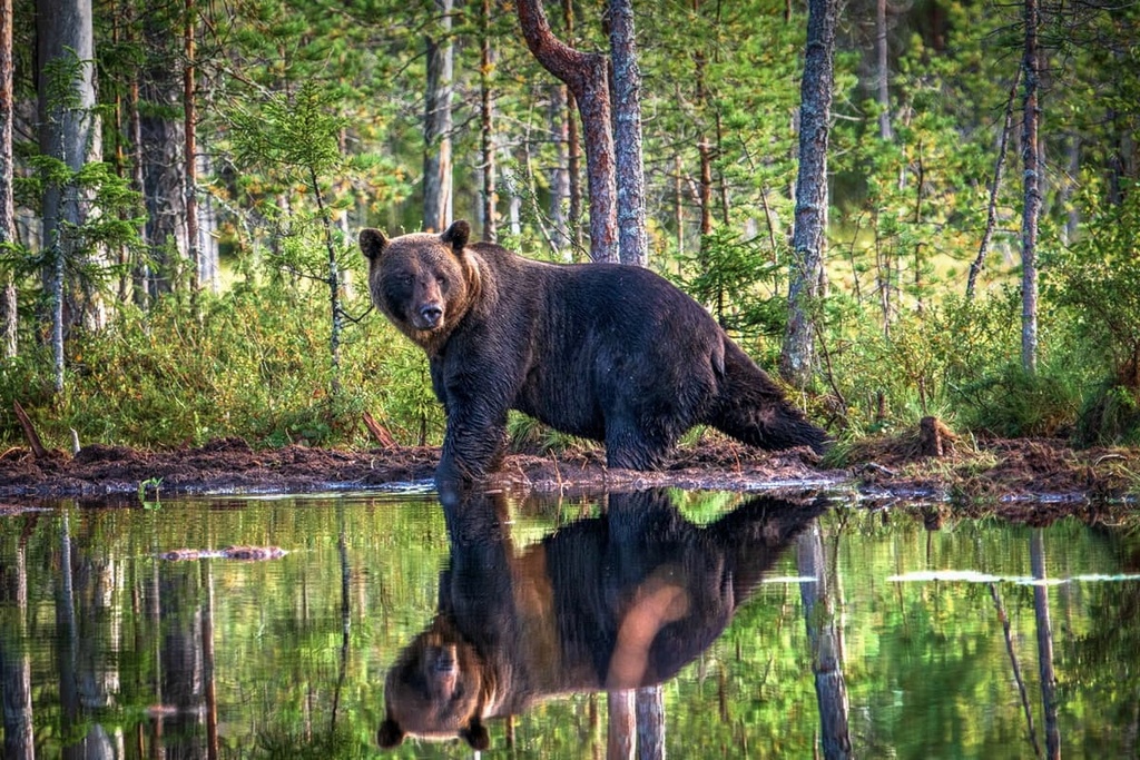Bear, Central Finland
