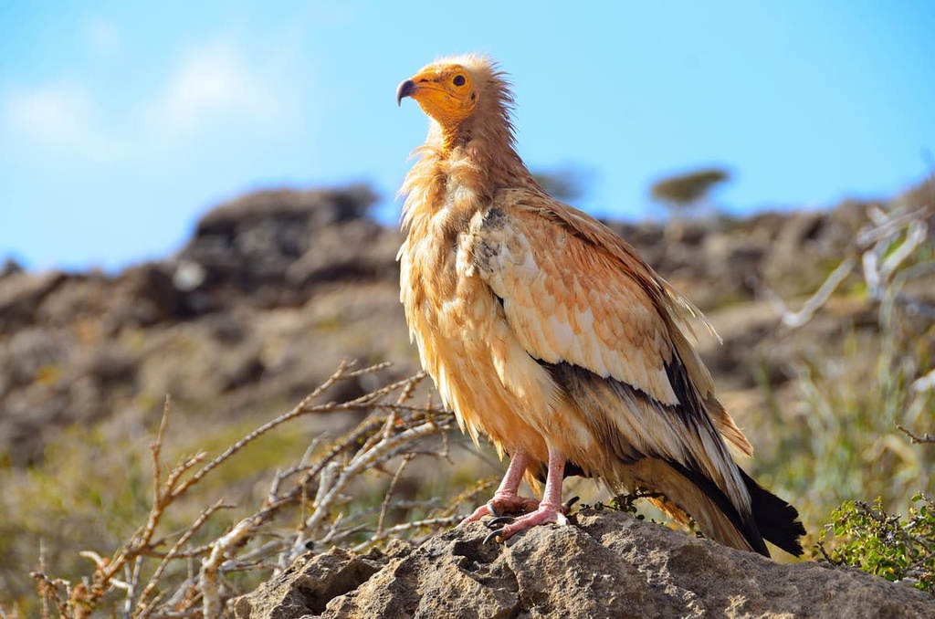 Cevennes National Park, France