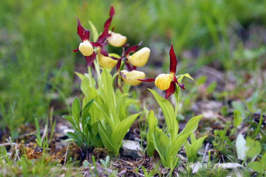 lady's-slipper orchid, Cevennes National Park, France
