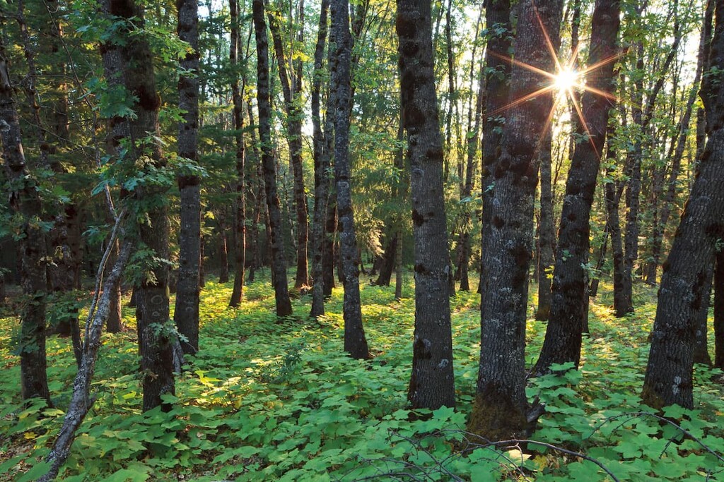 Chanchelulla Wilderness, California