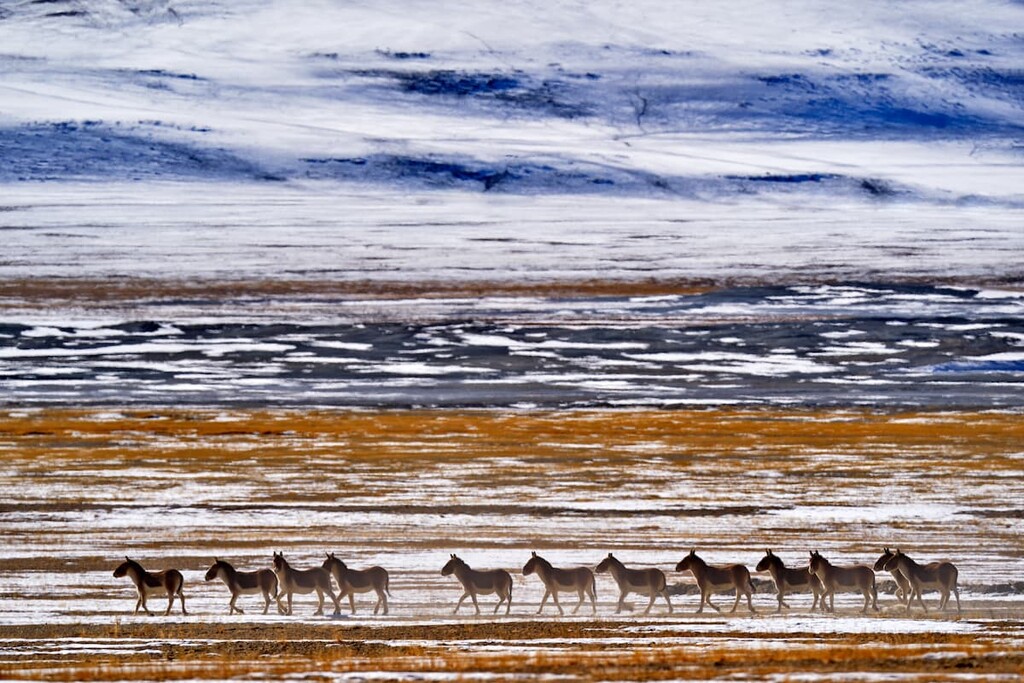 Tso Kar lake, Changthang Wildlife Sanctuary