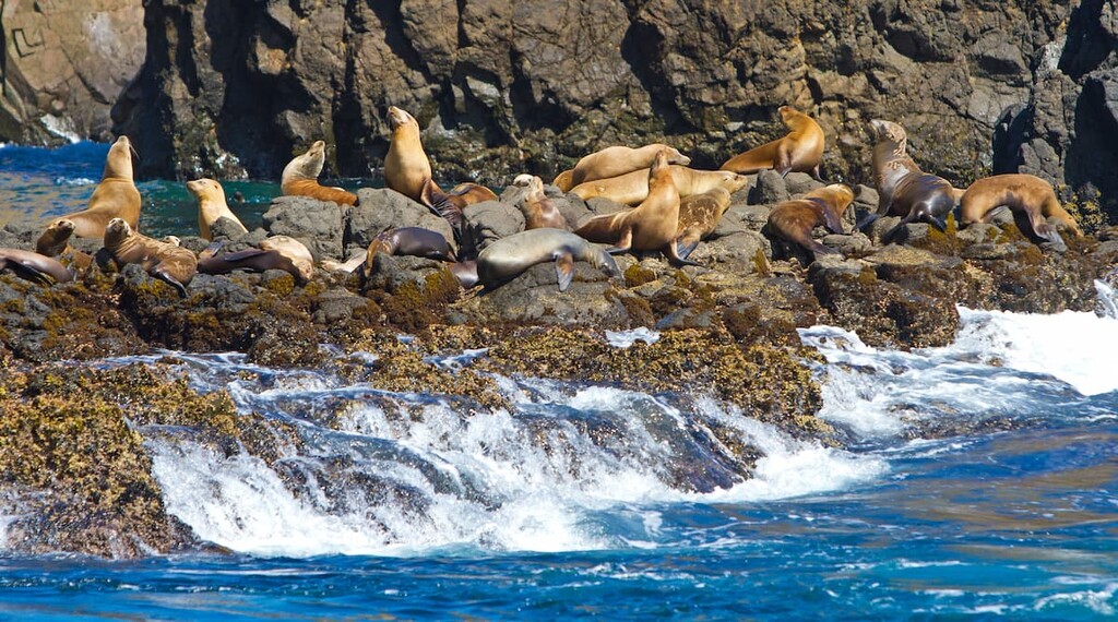 Sea lions, Channel Islands National Park, California