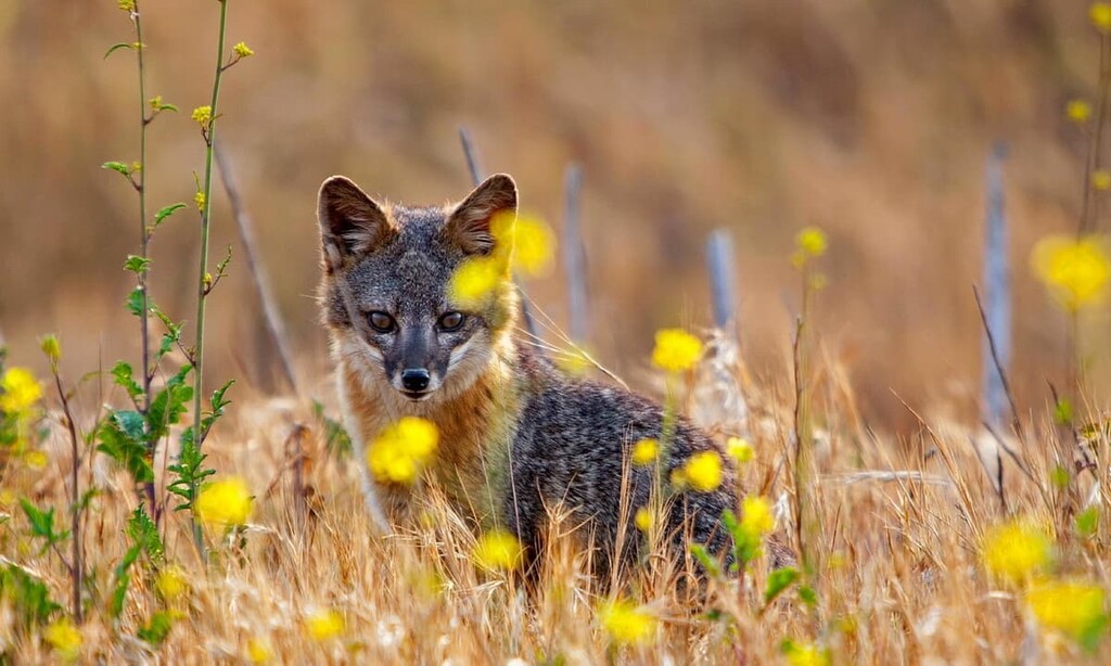 Island fox on Santa Cruz Island, Channel Islands National Park, California