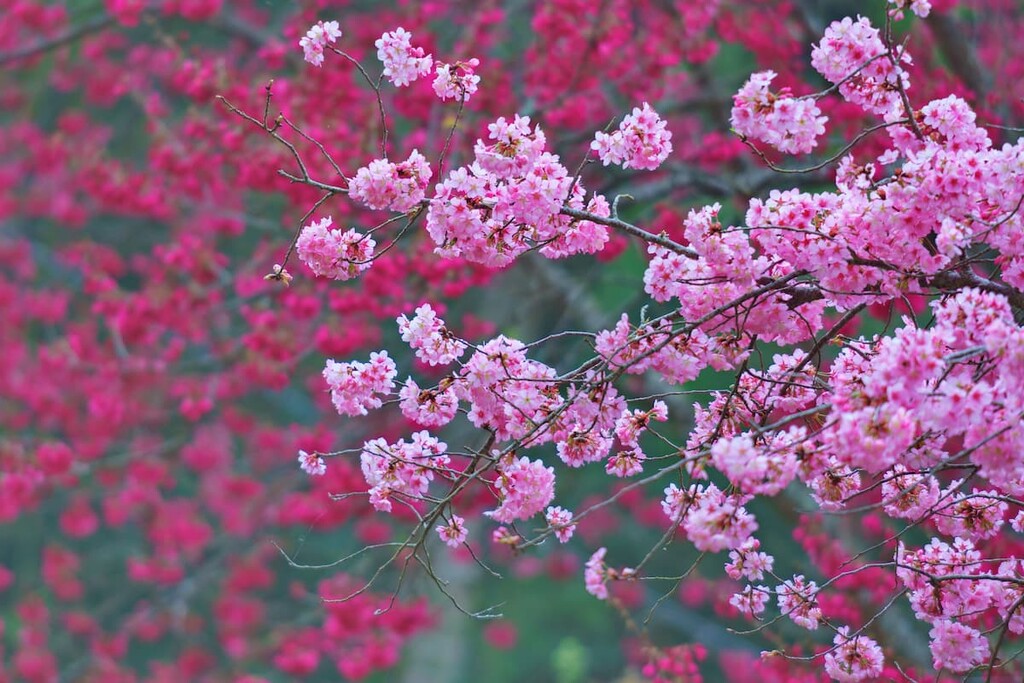Chatianshan Nature Reserve, Taiwan